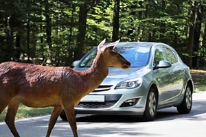 Document the Scene (and Stay Away from the Deer)